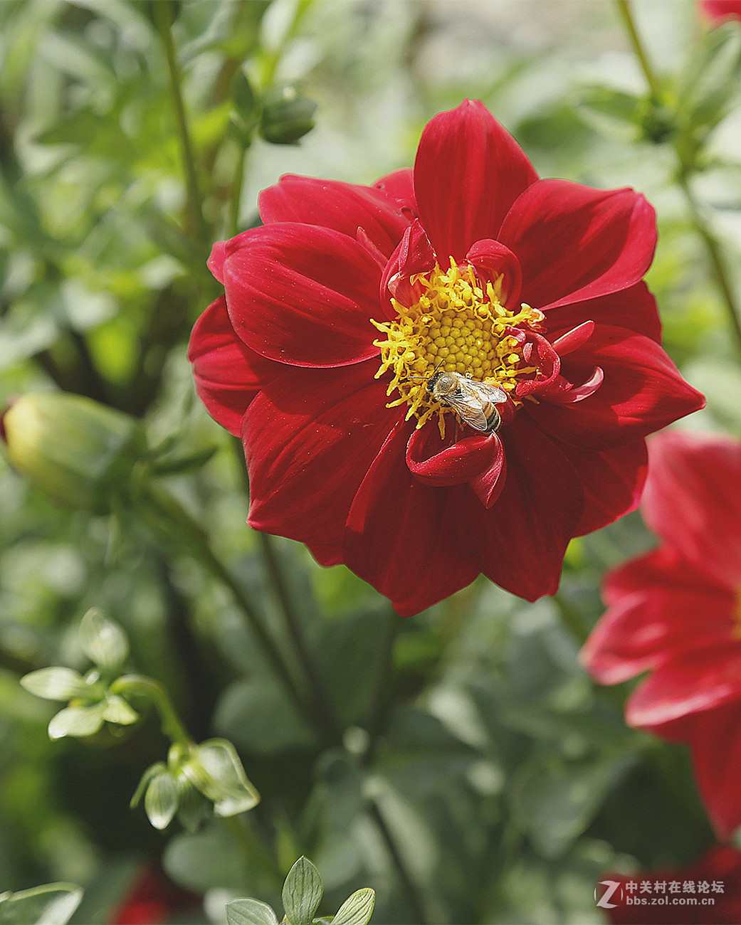 校园随拍【校园里的花花朵朵】{2}