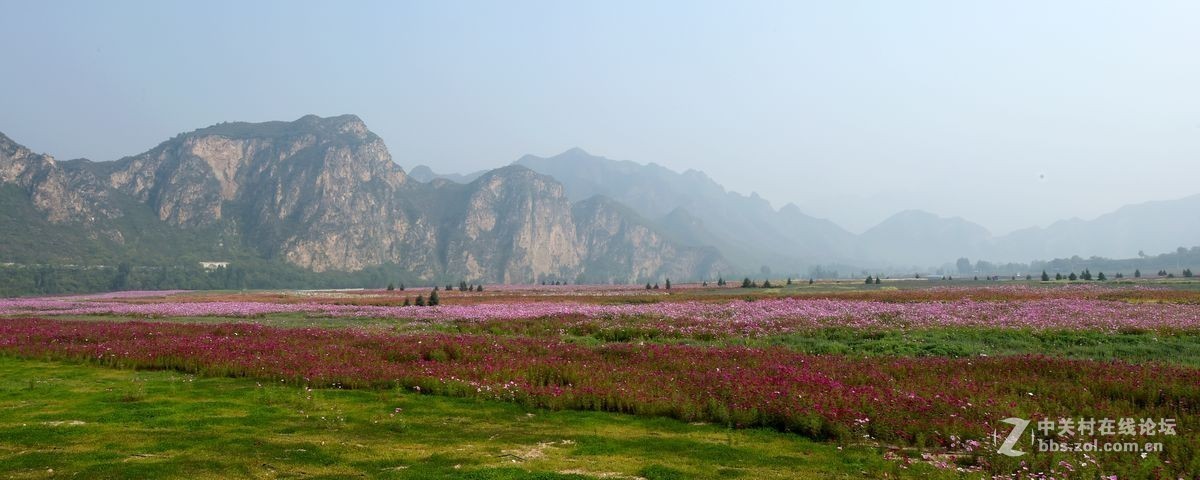花海里面看秋色