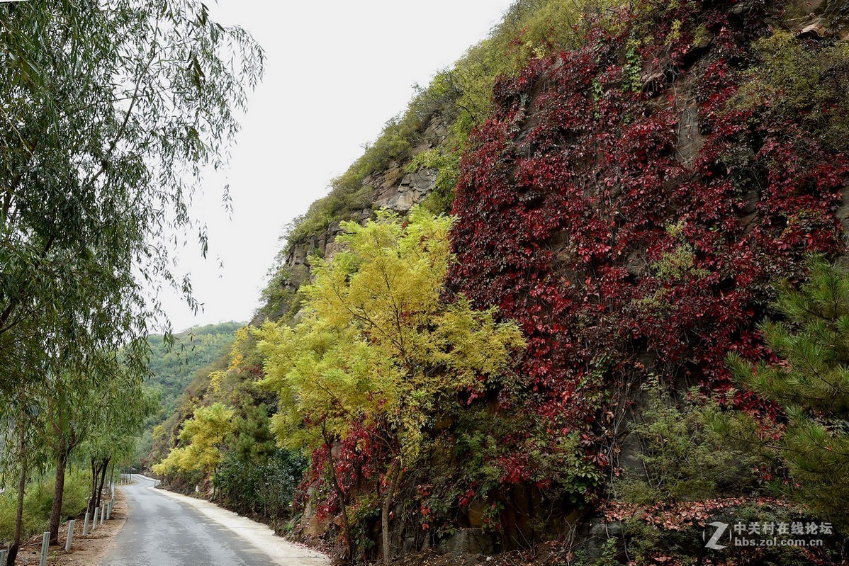花海里面看秋色