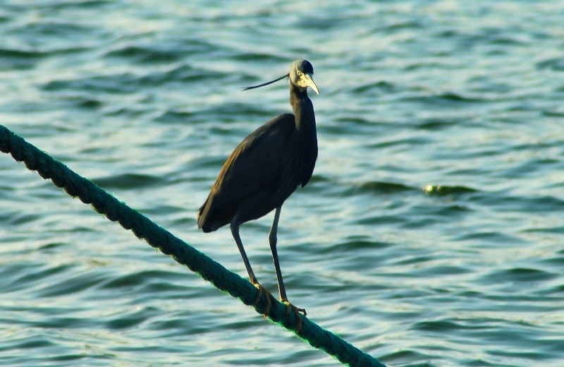 这是一只小苍鹭
