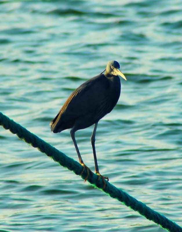 这是一只小苍鹭
