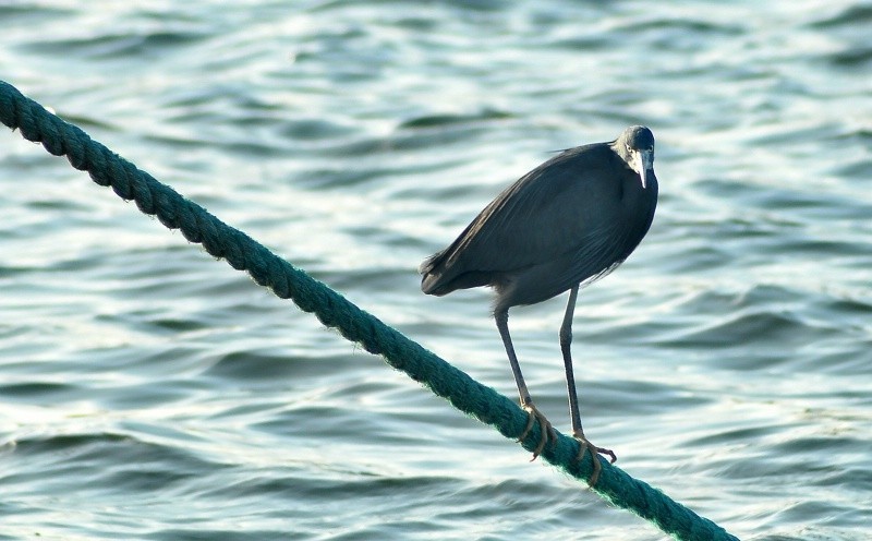 这是一只小苍鹭