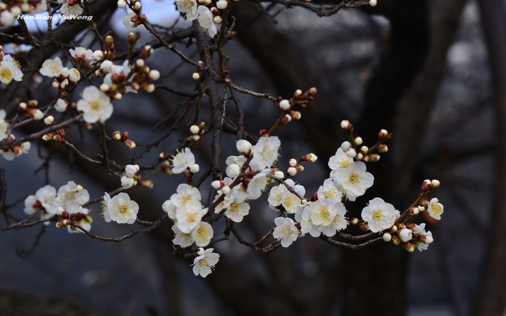 白梅花开