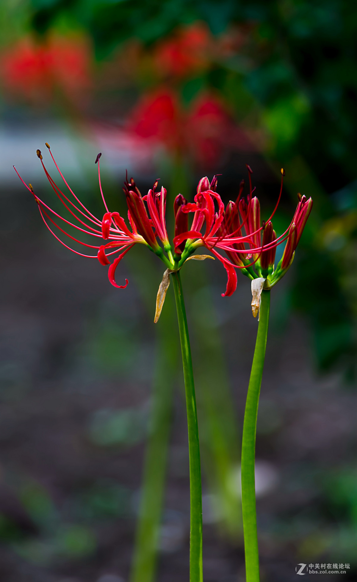 彼岸花为什么不能拍照(彼岸花是国家几级保护花)