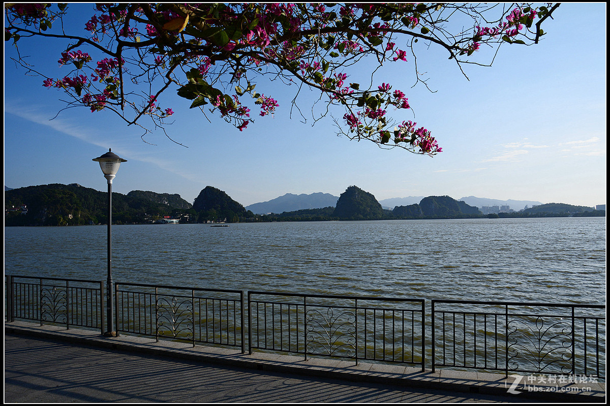 星湖西堤紫荆花盛放