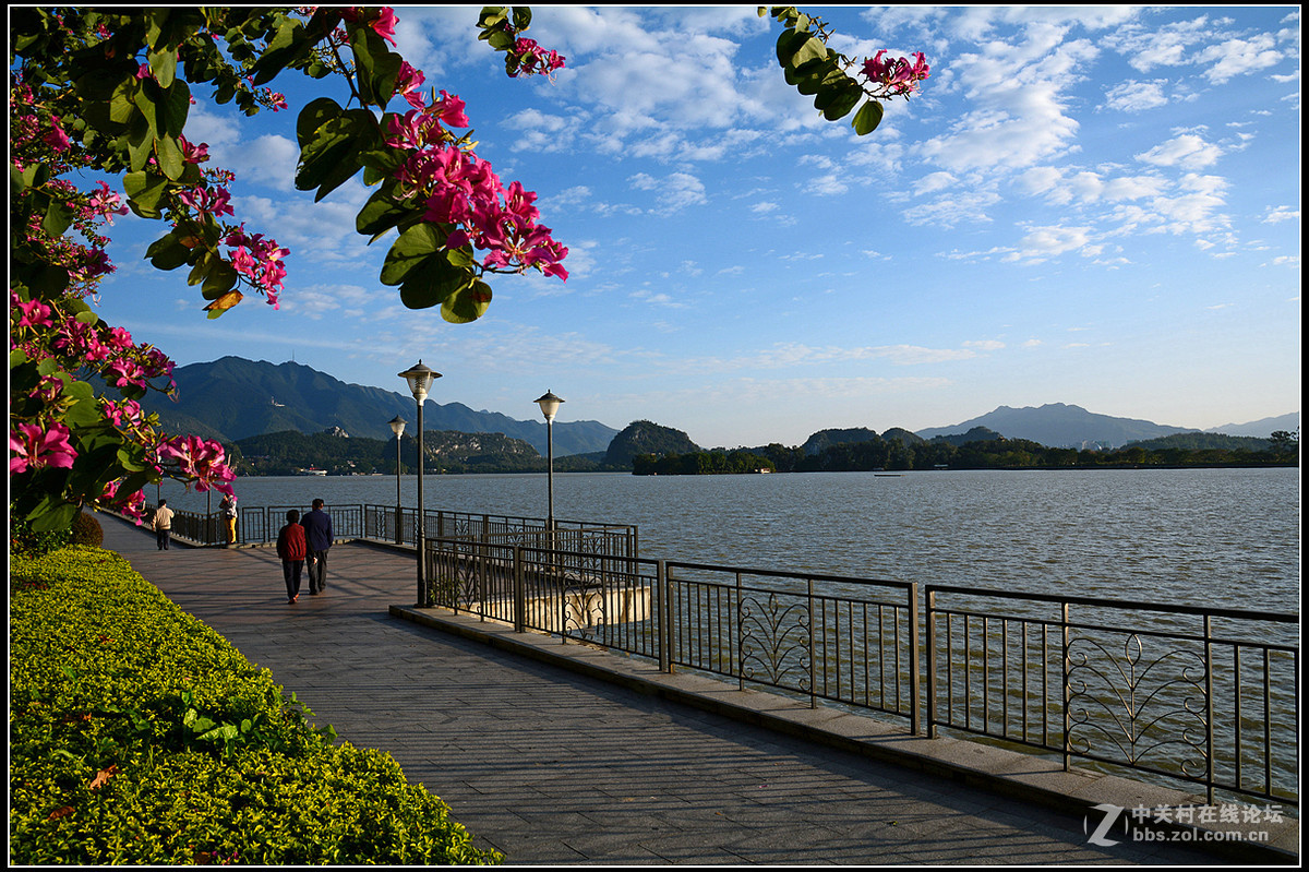 星湖西堤紫荆花盛放