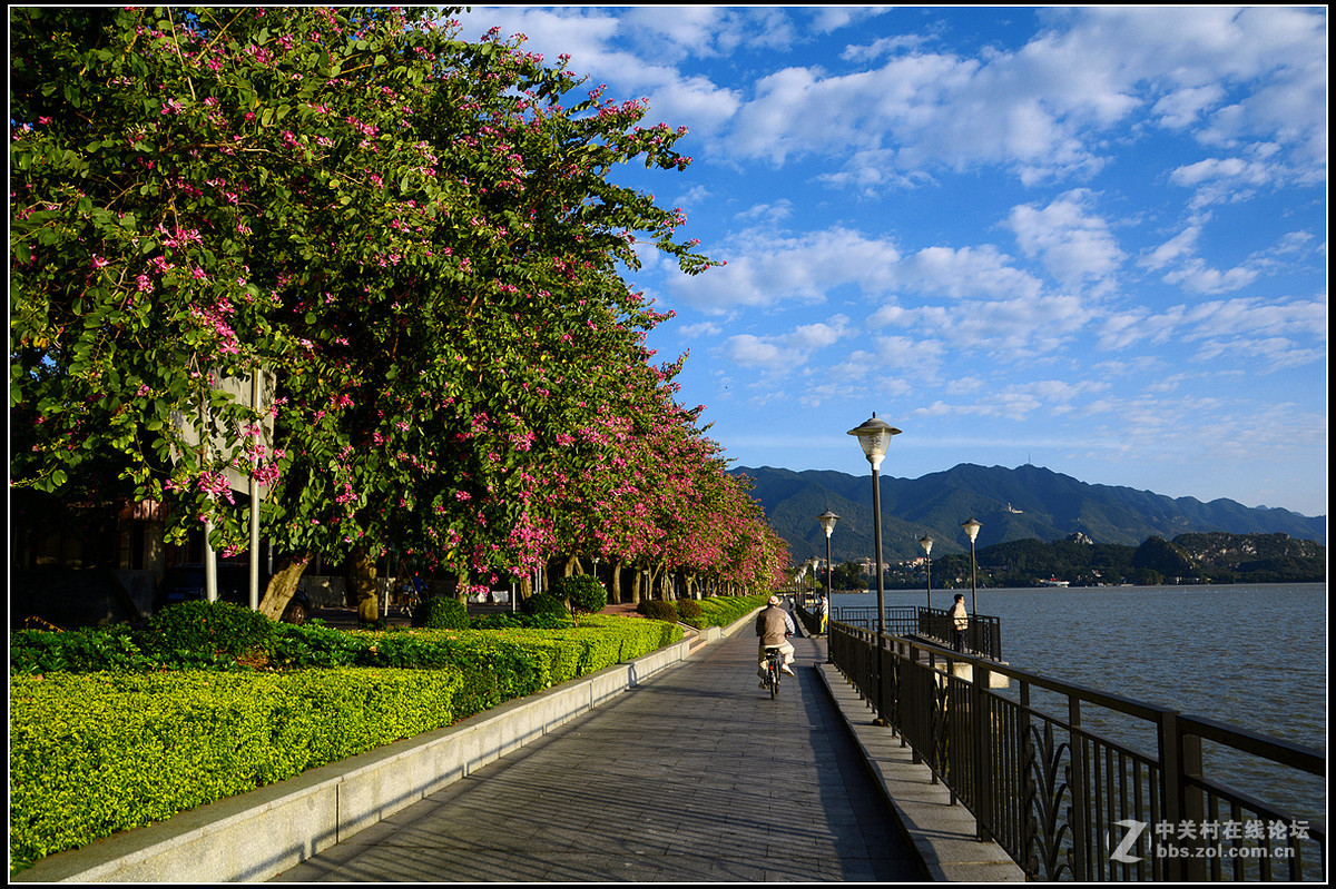 星湖西堤紫荆花盛放