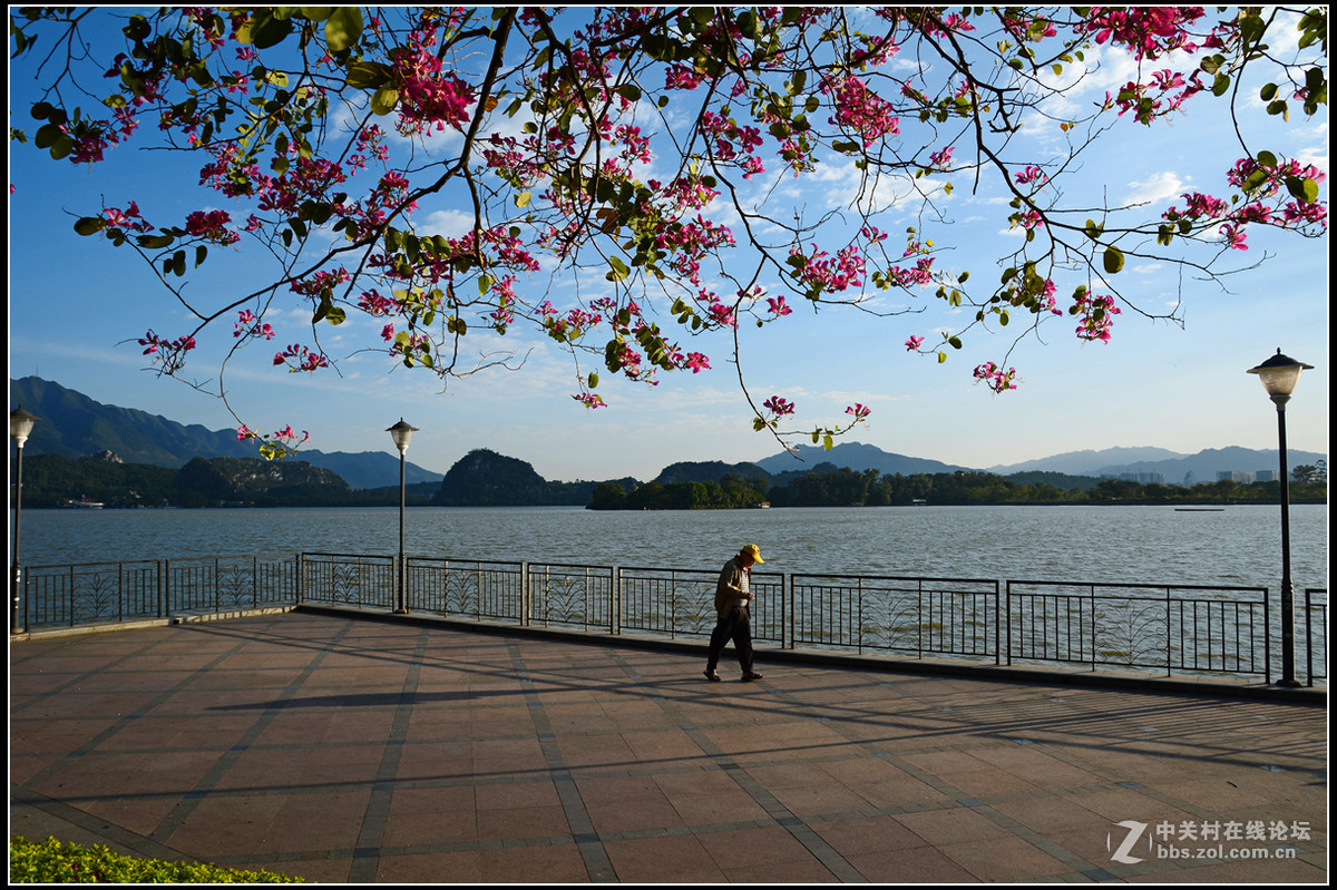 星湖西堤紫荆花盛放