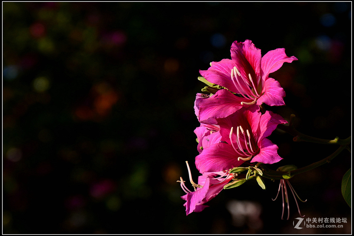 星湖西堤紫荆花盛放
