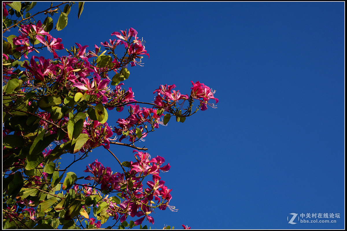 星湖西堤紫荆花盛放