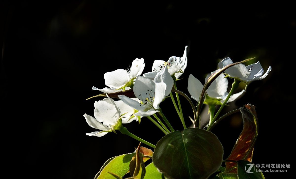 天津市长虹公园-梨花恭贺红尘版主重整昭通星空(中国)！