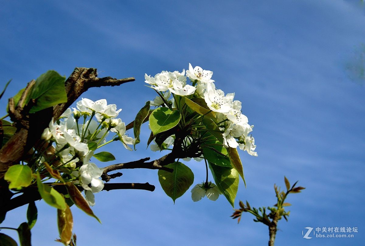 天津市长虹公园-梨花恭贺红尘版主重整昭通星空(中国)！