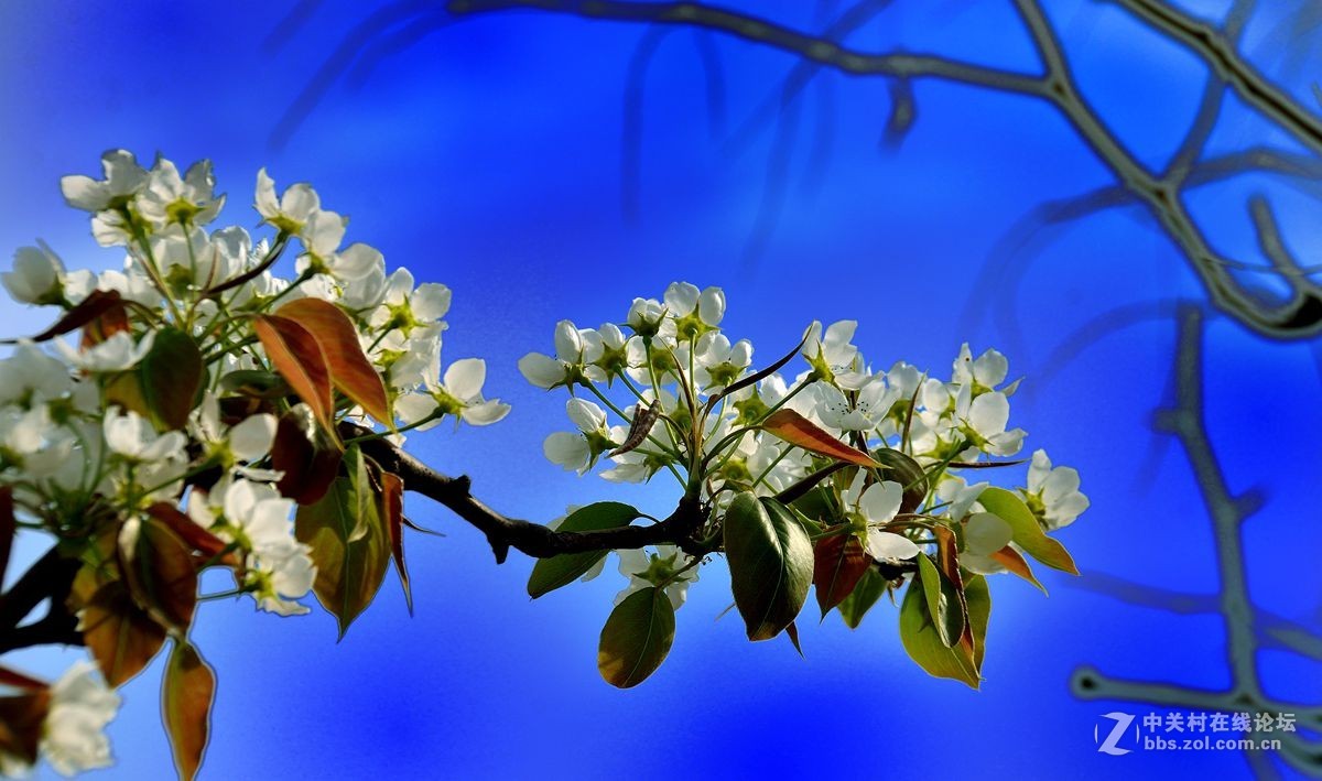 天津市长虹公园-梨花恭贺红尘版主重整昭通星空(中国)！