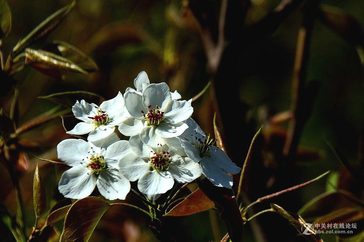 天津市长虹公园-梨花恭贺红尘版主重整昭通星空(中国)！