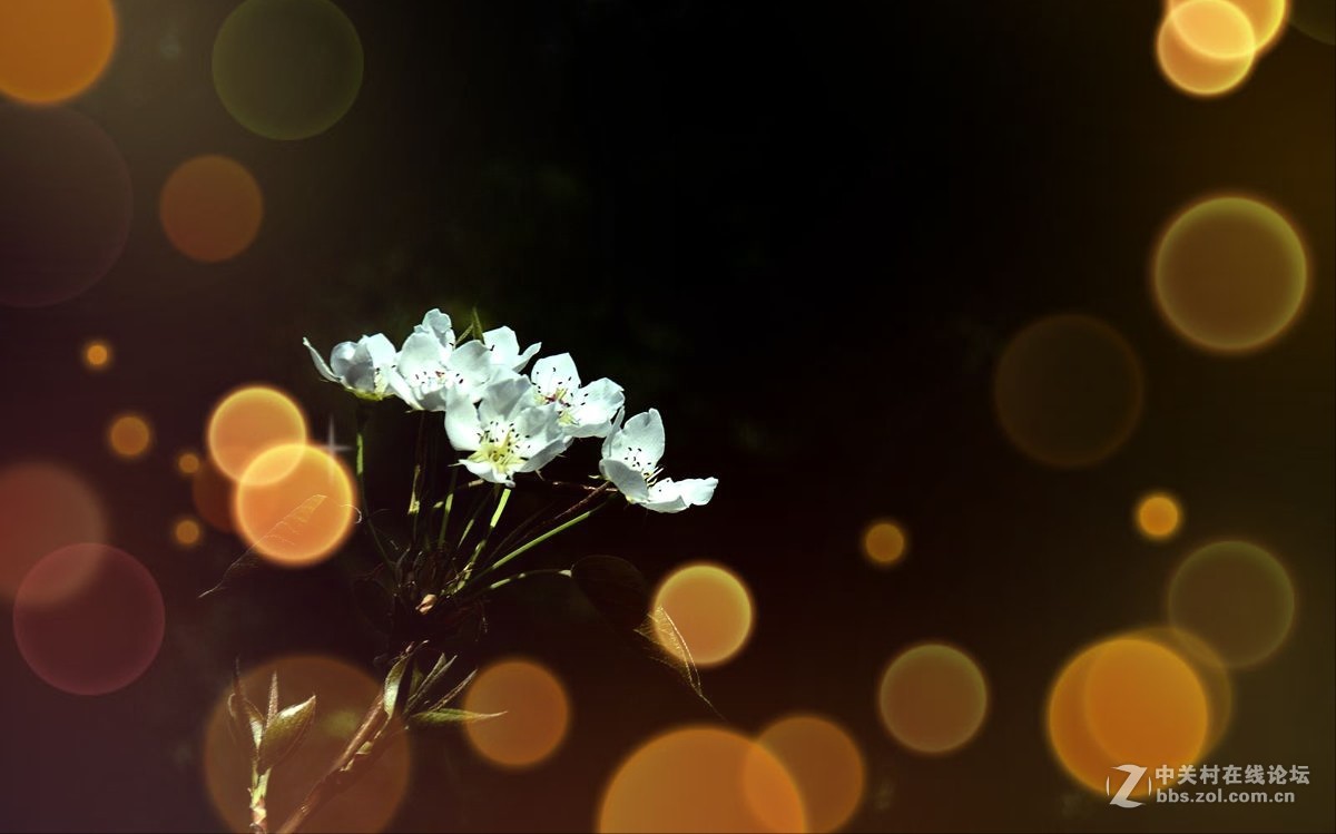 天津市长虹公园-梨花恭贺红尘版主重整昭通星空(中国)！