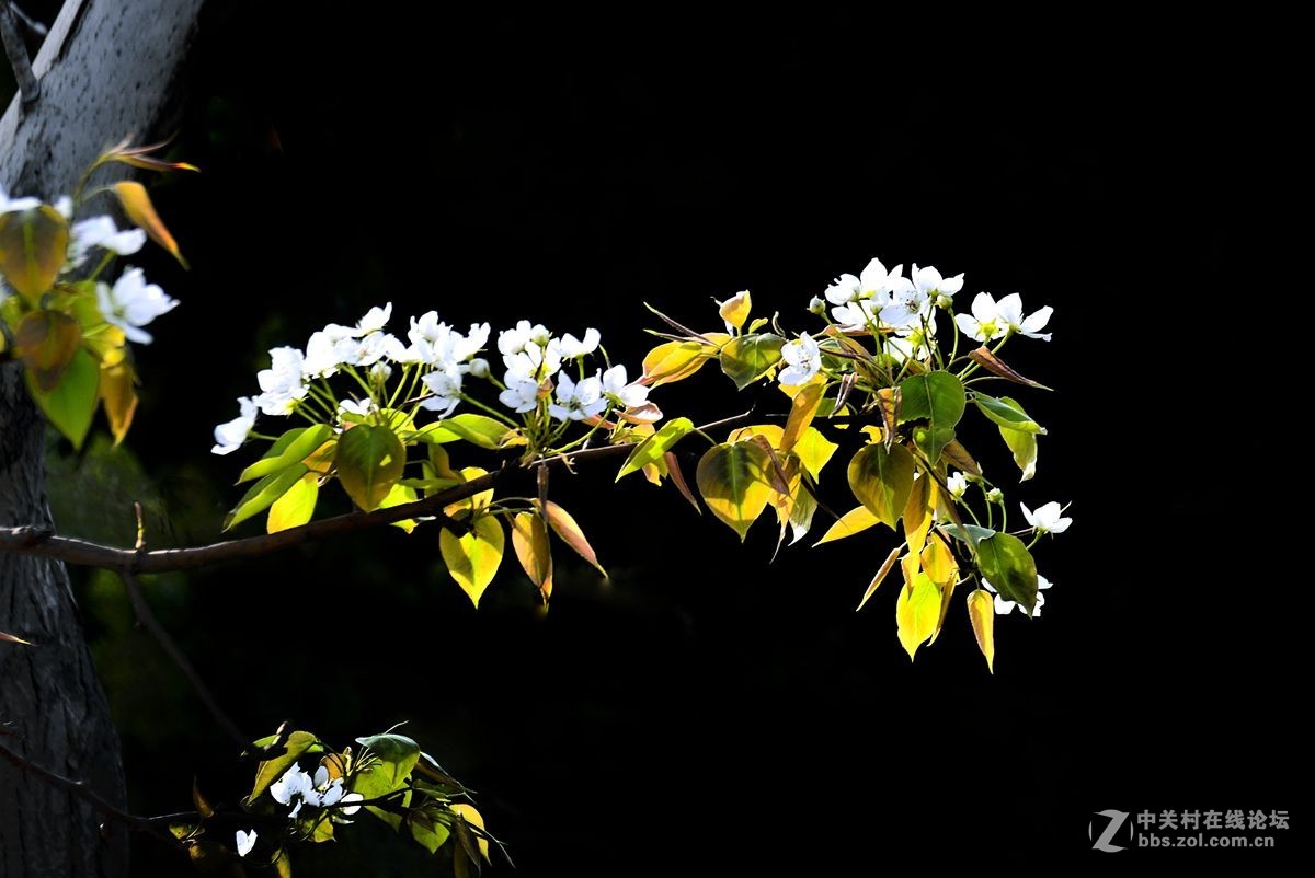 天津市长虹公园-梨花恭贺红尘版主重整昭通星空(中国)！