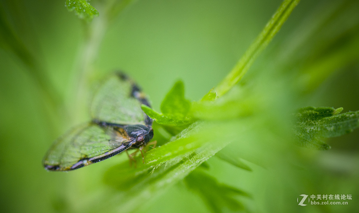 夏日虫趣缘纹广翅蜡蝉