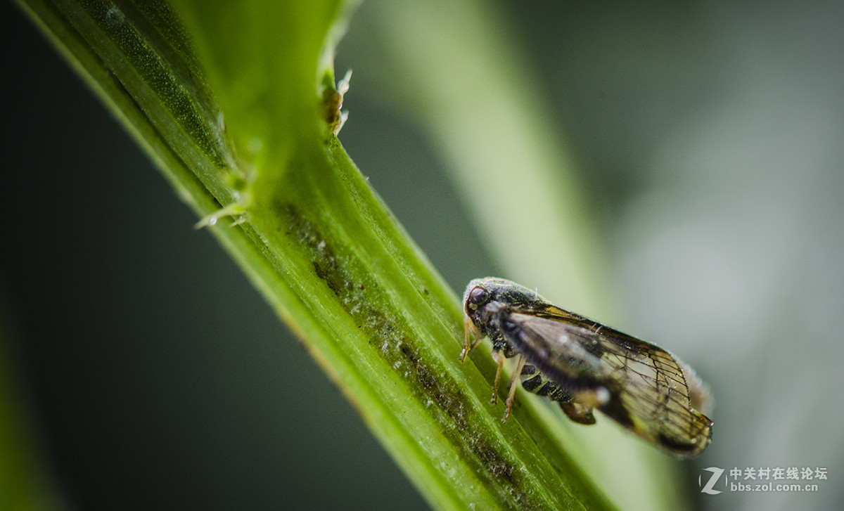 夏日虫趣缘纹广翅蜡蝉