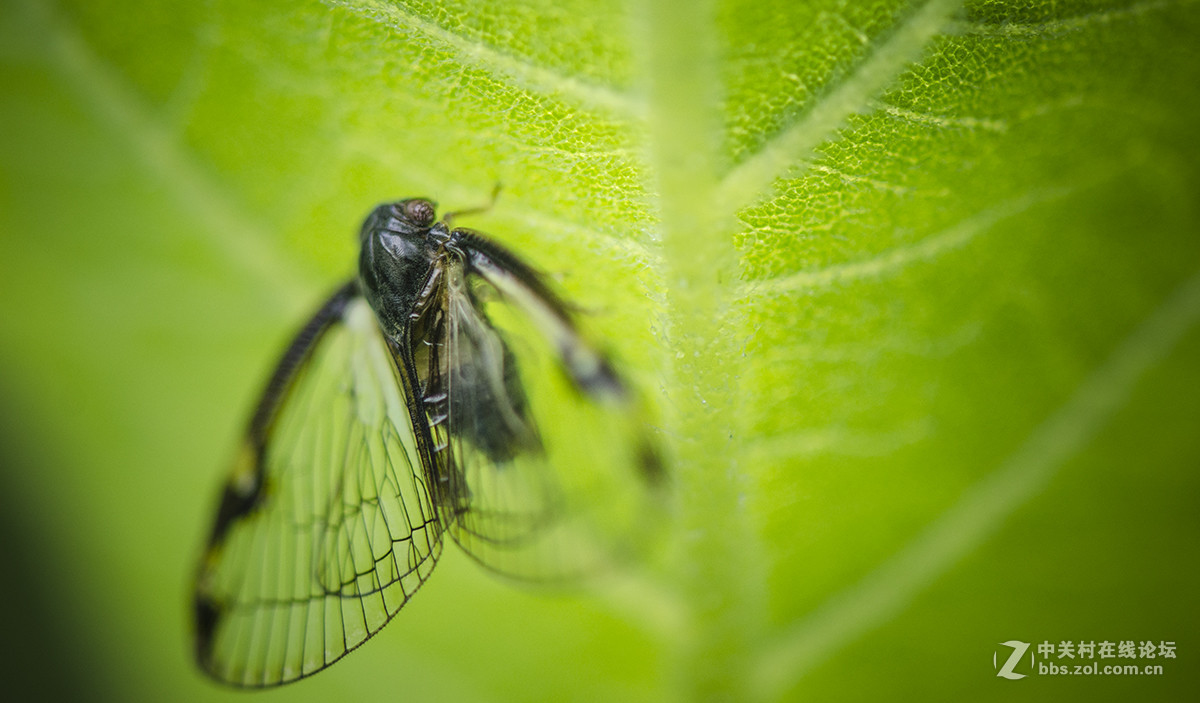 夏日虫趣缘纹广翅蜡蝉