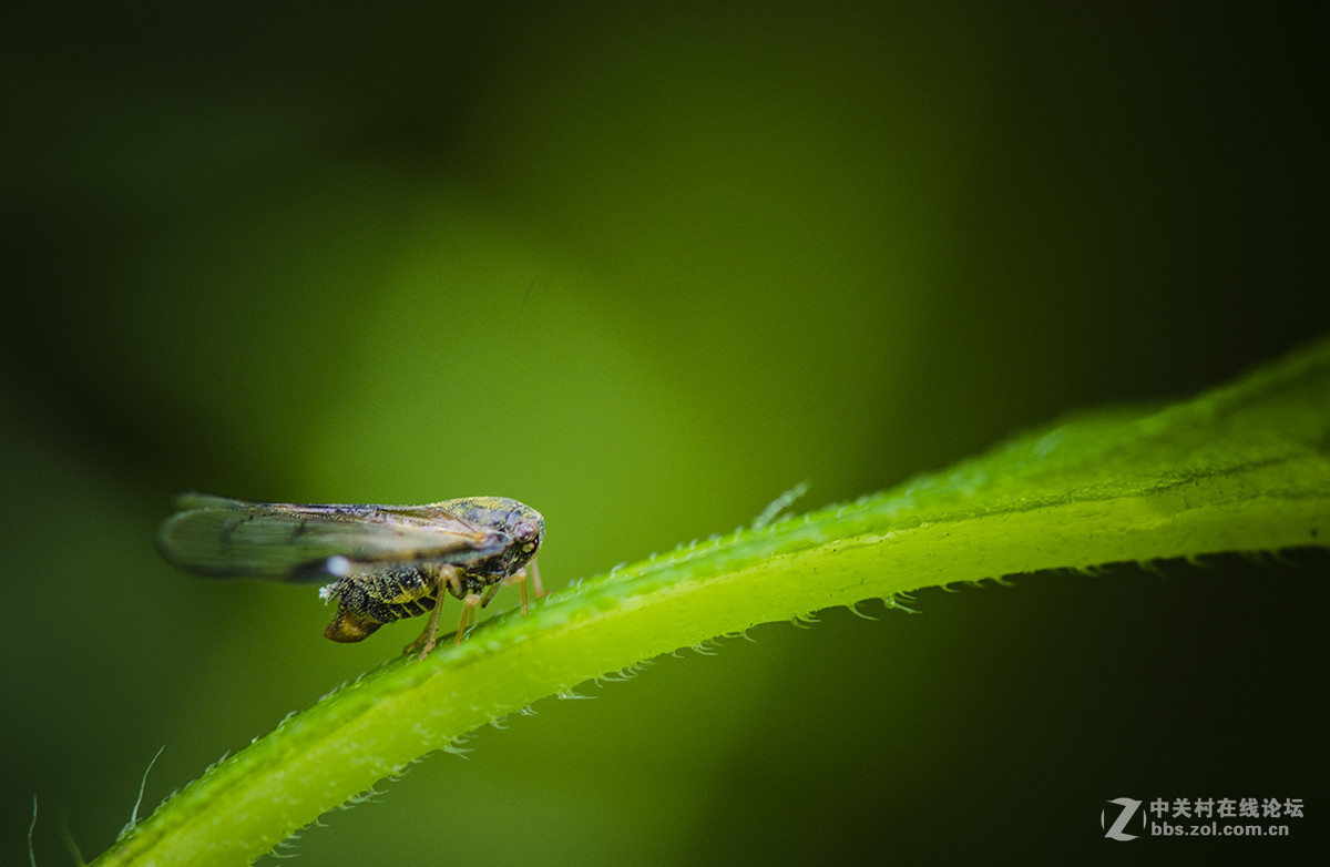 夏日虫趣缘纹广翅蜡蝉