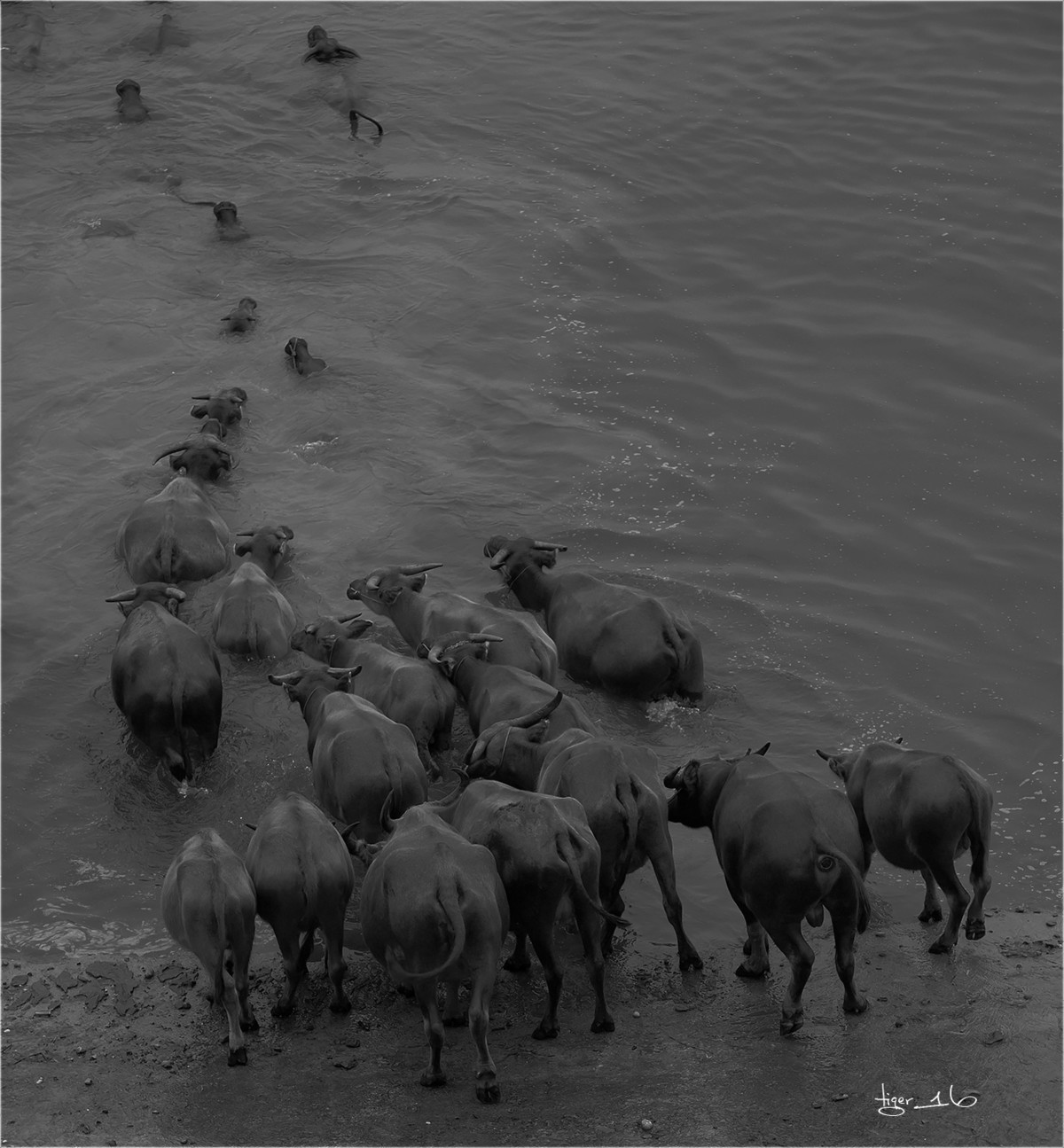 版主 请进！  百牛渡江  是 1DX2 拍摄， 属于 风光 和 人文照片， 为什么删除？