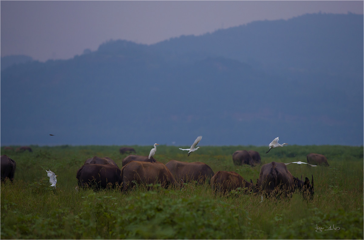 版主 请进！  百牛渡江  是 1DX2 拍摄， 属于 风光 和 人文照片， 为什么删除？