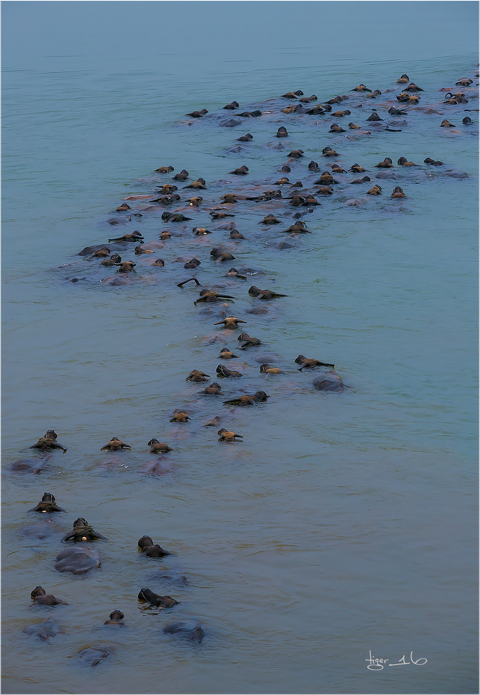 版主 请进！  百牛渡江  是 1DX2 拍摄， 属于 风光 和 人文照片， 为什么删除？