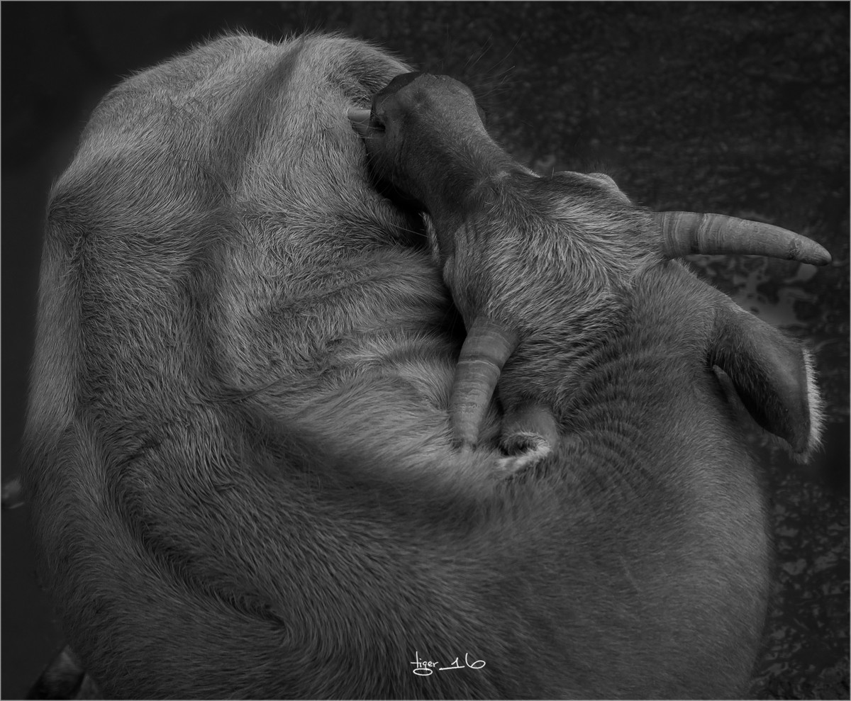 版主 请进！  百牛渡江  是 1DX2 拍摄， 属于 风光 和 人文照片， 为什么删除？