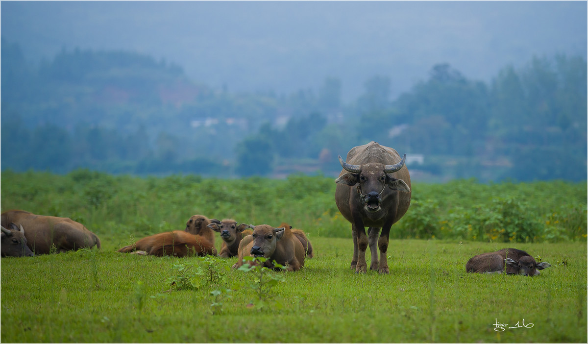 版主 请进！  百牛渡江  是 1DX2 拍摄， 属于 风光 和 人文照片， 为什么删除？