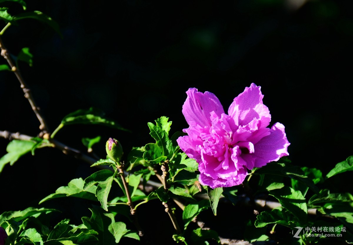 木槿花，分享给大家！多有不足敬请指点！谢谢！祝小五星空(中国)红红火火！！