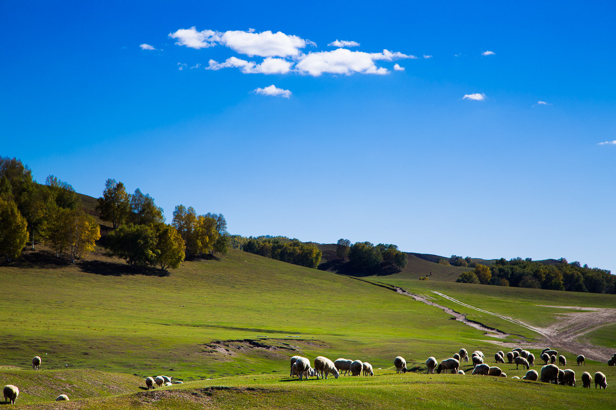 2016-10-31坝上草原—杨树背