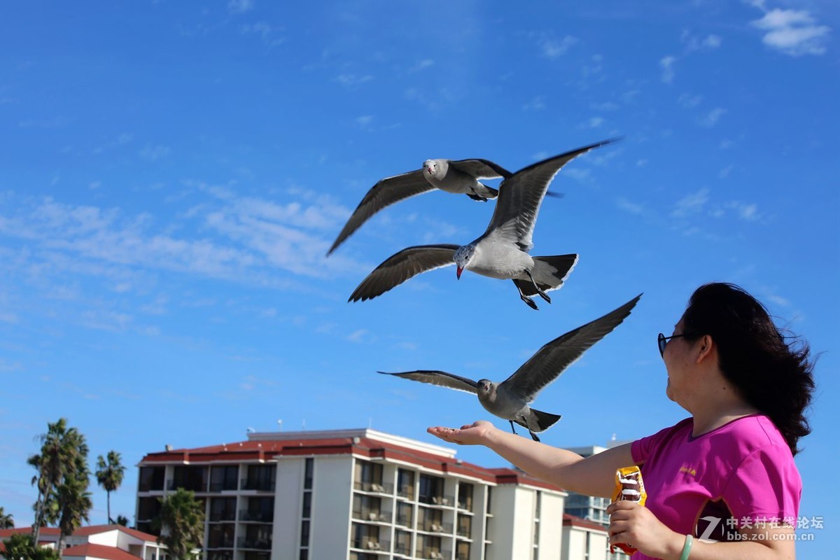 人欢鸥歌---美国之旅系列片之111