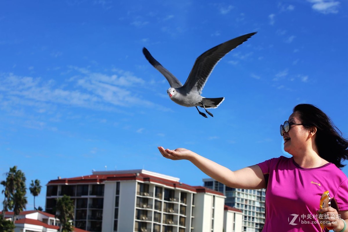 人欢鸥歌---美国之旅系列片之111