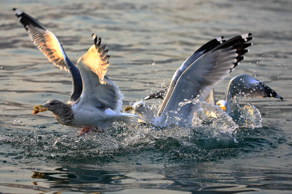 海鸥捕食