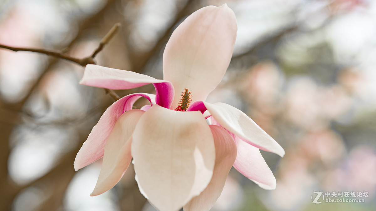 索尼A7R2+ZEISS/蔡司 Milvus 2/100M ZE(玉兰花)