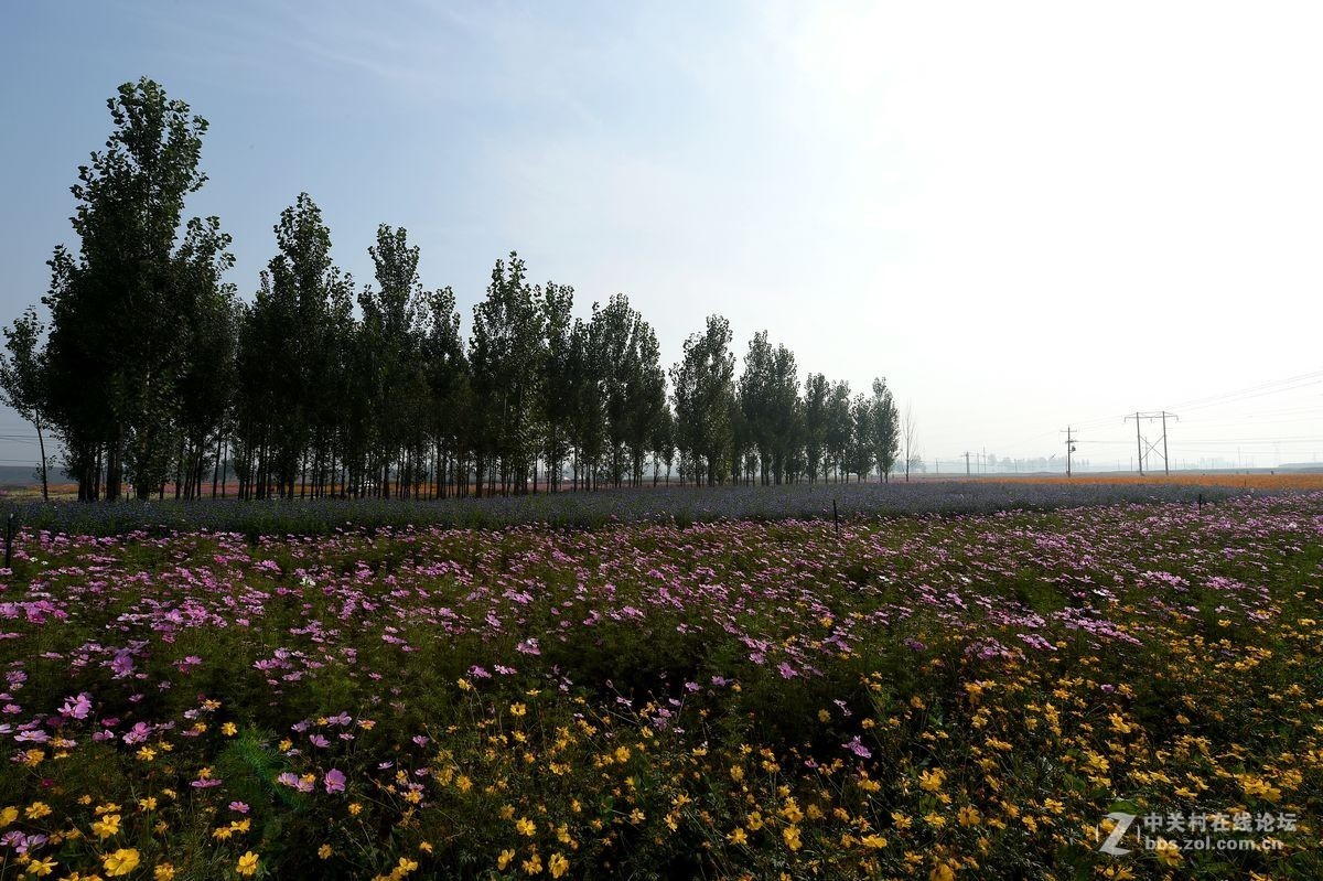 花海里面看秋色