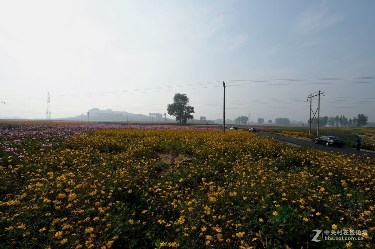 花海里面看秋色