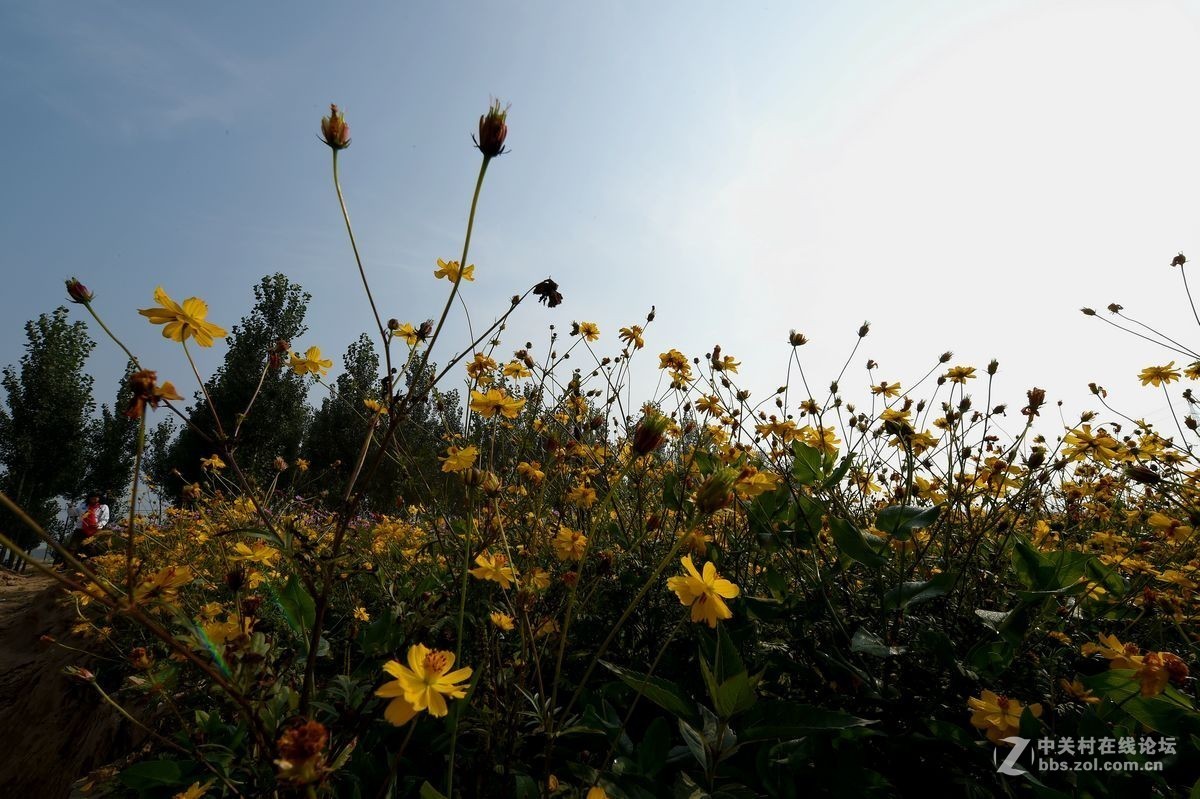 花海里面看秋色