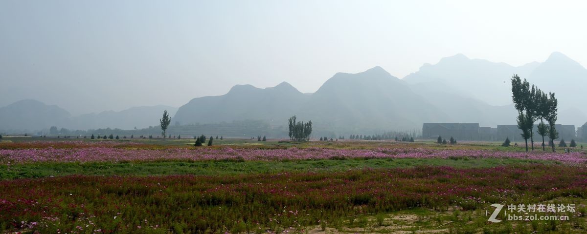 花海里面看秋色