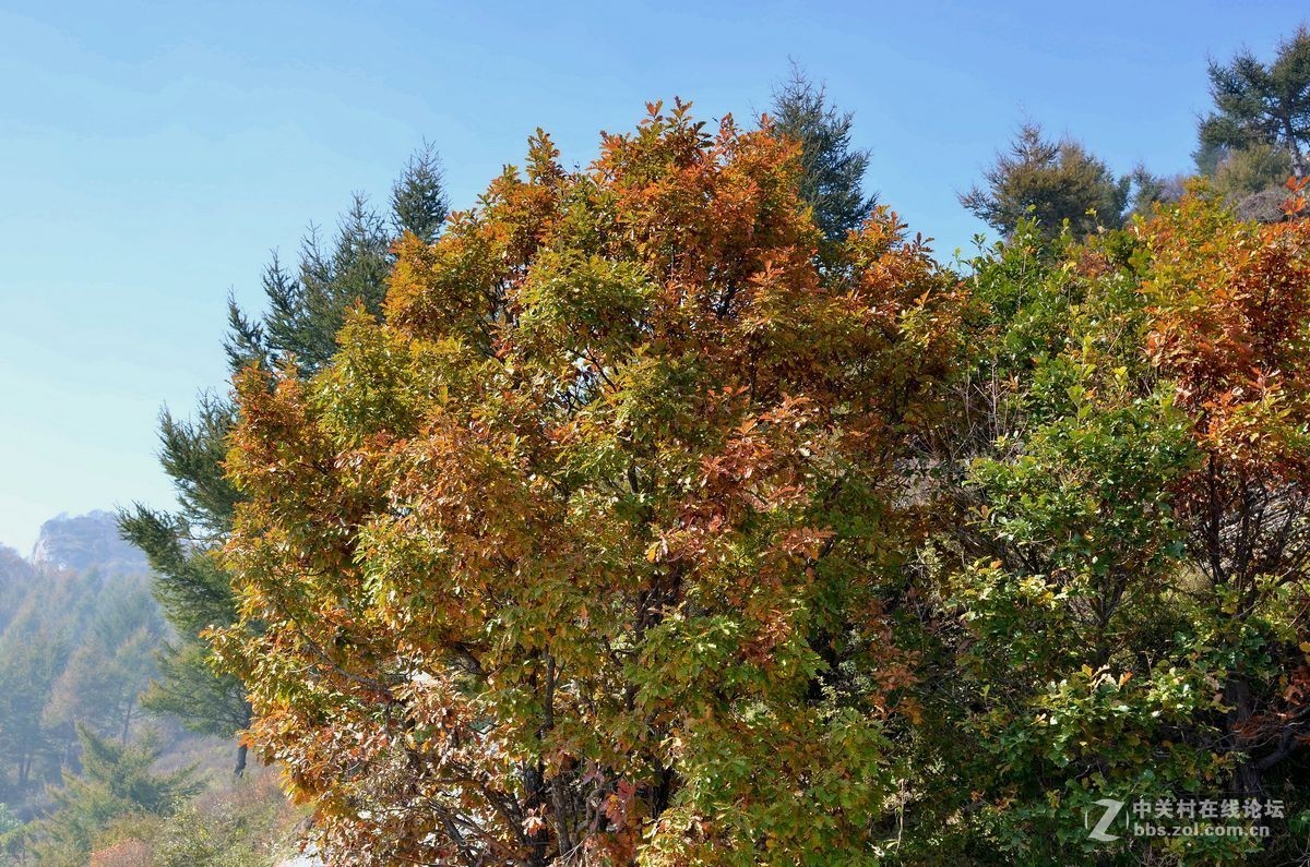 花海里面看秋色