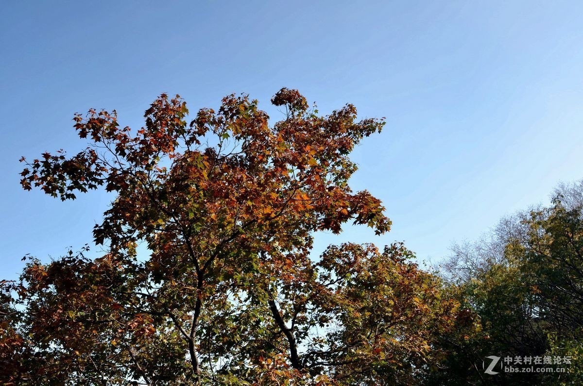 花海里面看秋色