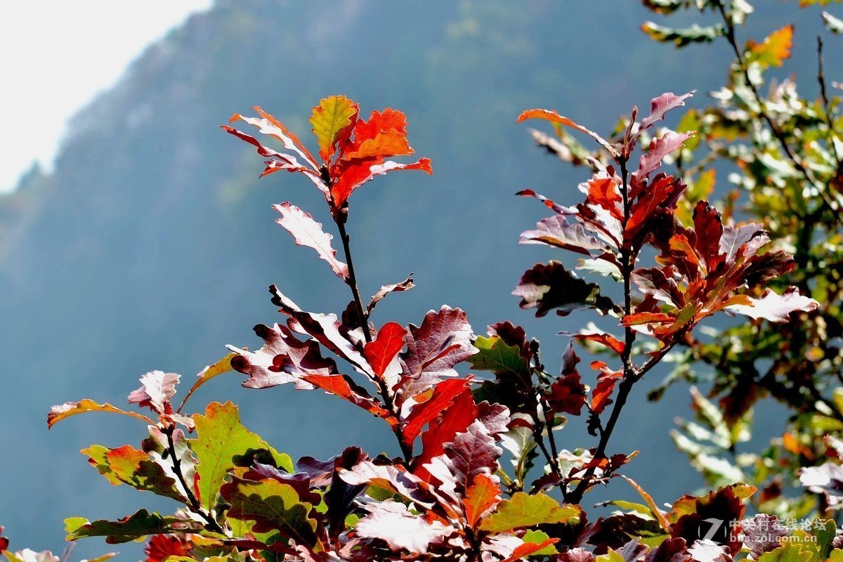 花海里面看秋色