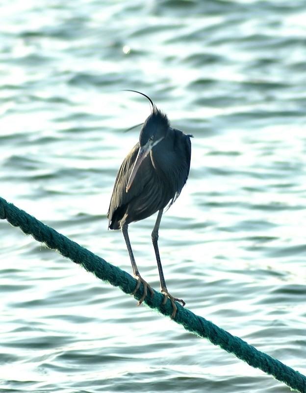 这是一只小苍鹭