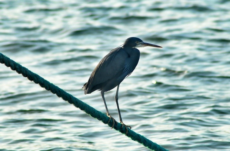 这是一只小苍鹭
