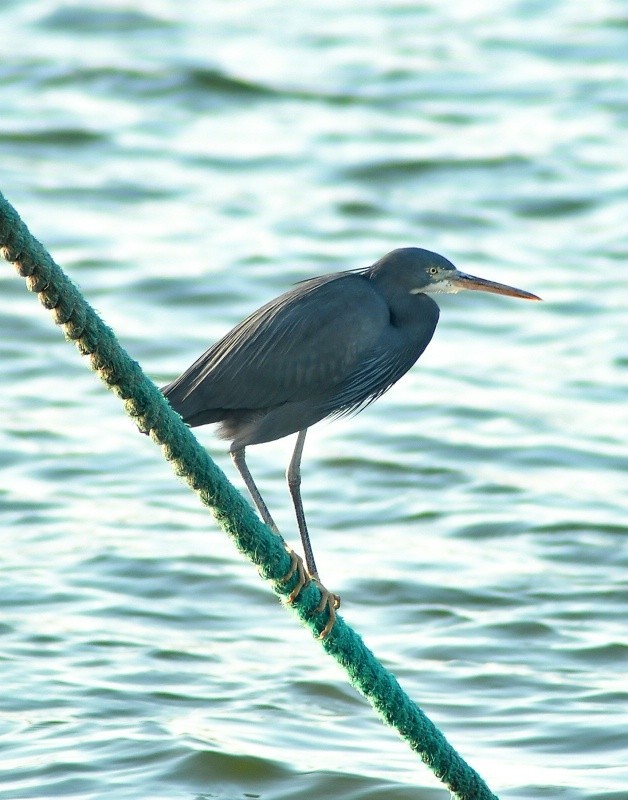 这是一只小苍鹭
