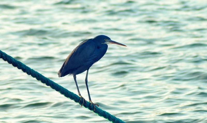 这是一只小苍鹭