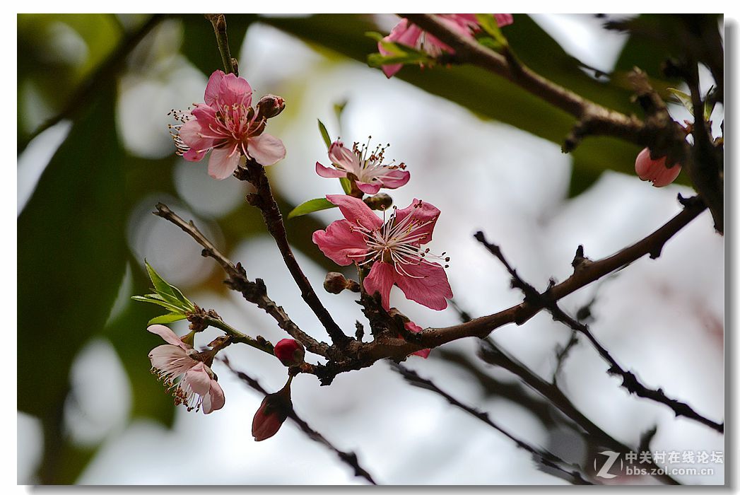 竹外桃花二.三枝!-中关村在线摄影论坛