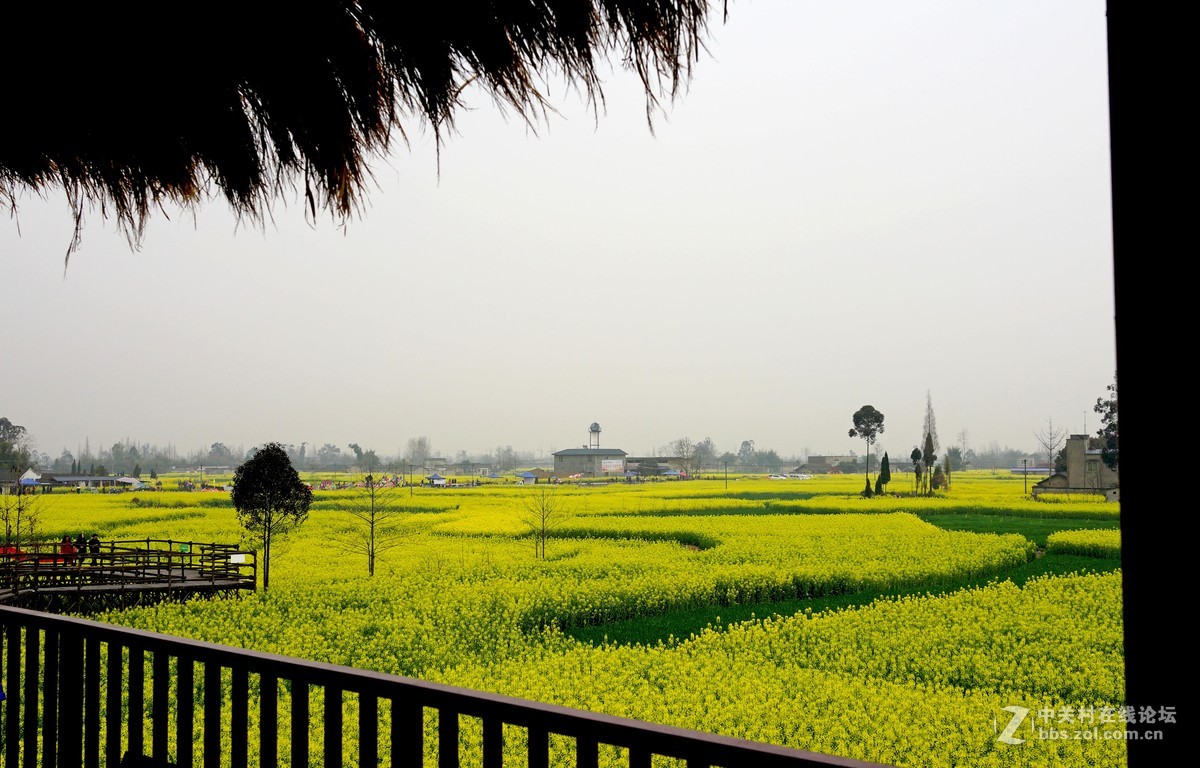 广汉西高油菜花