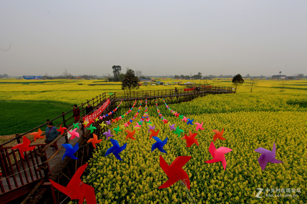 广汉西高油菜花