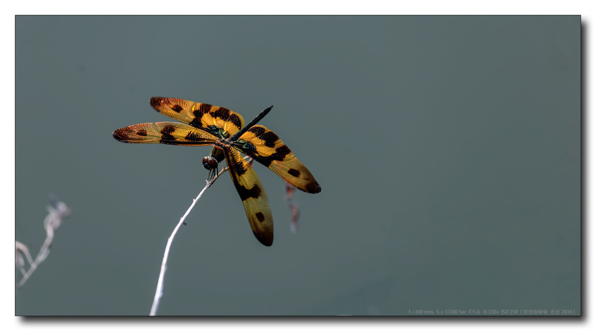 斑丽翅 蜻蜓